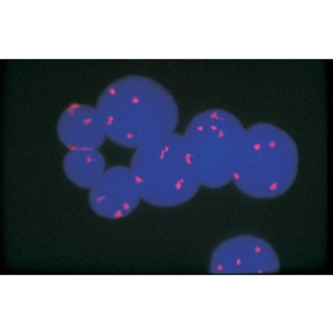 Avidin Antibody in Immunocytochemistry (ICC/IF)