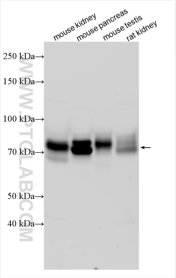 CD98 Antibody in Western Blot (WB)