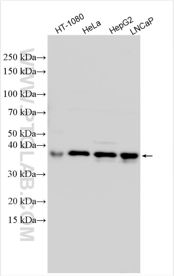 MTERF4 Antibody in Western Blot (WB)