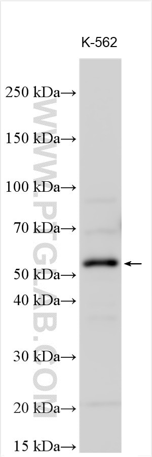 NTN3 Antibody in Western Blot (WB)