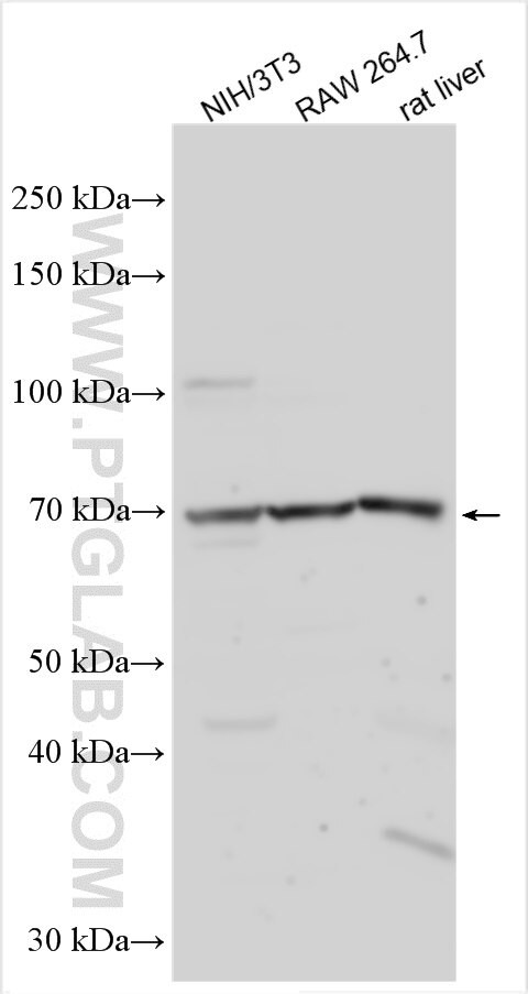 ZNF280A Antibody in Western Blot (WB)