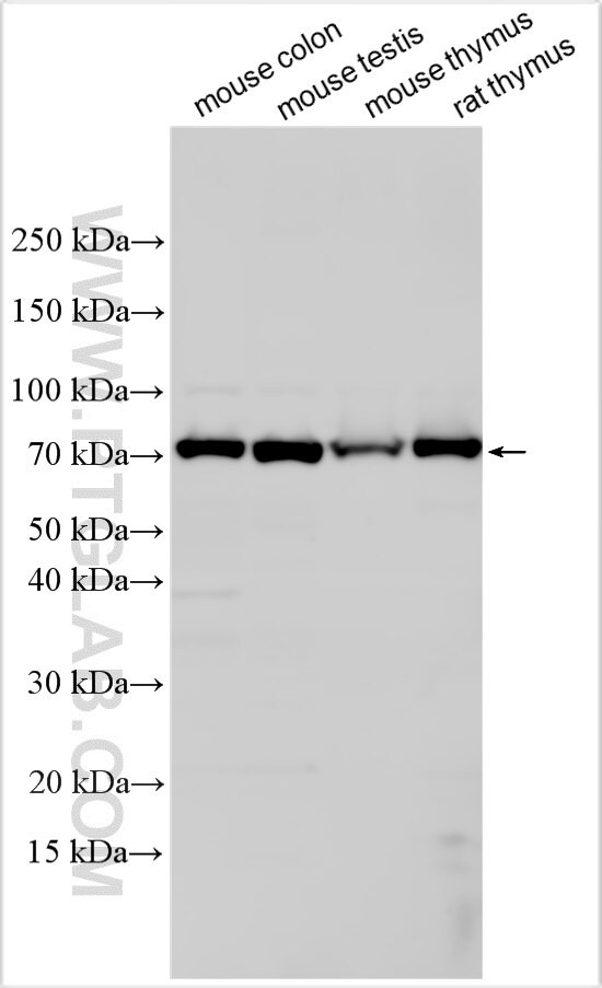 PABPC1L Antibody in Western Blot (WB)