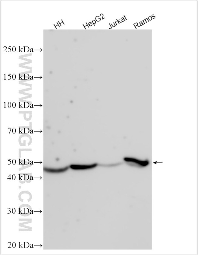 FAM222A Antibody in Western Blot (WB)