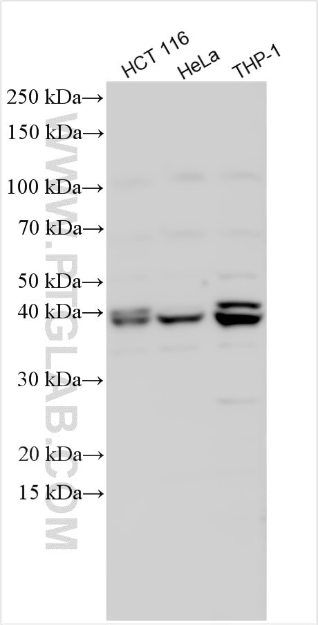 TOR4A Antibody in Western Blot (WB)