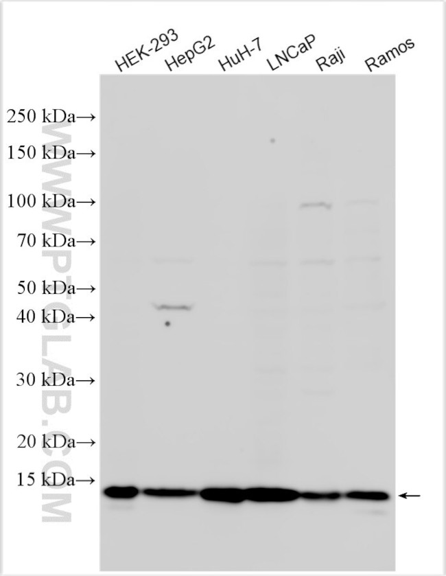 CCDC167 Antibody in Western Blot (WB)