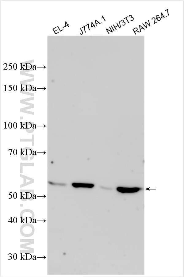CPN1 Antibody in Western Blot (WB)