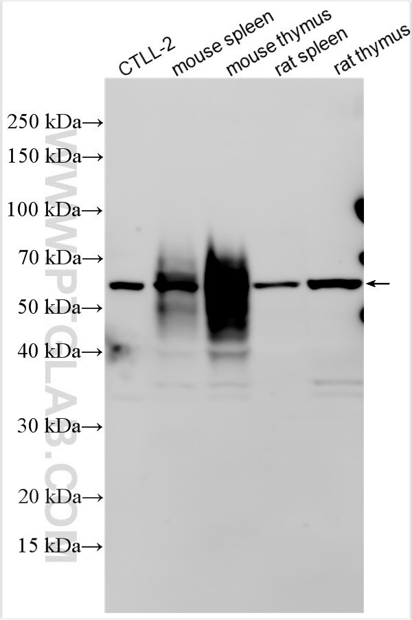 GSDMD Antibody in Western Blot (WB)