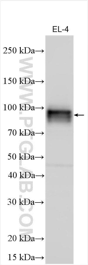 IFNGR1 Antibody in Western Blot (WB)