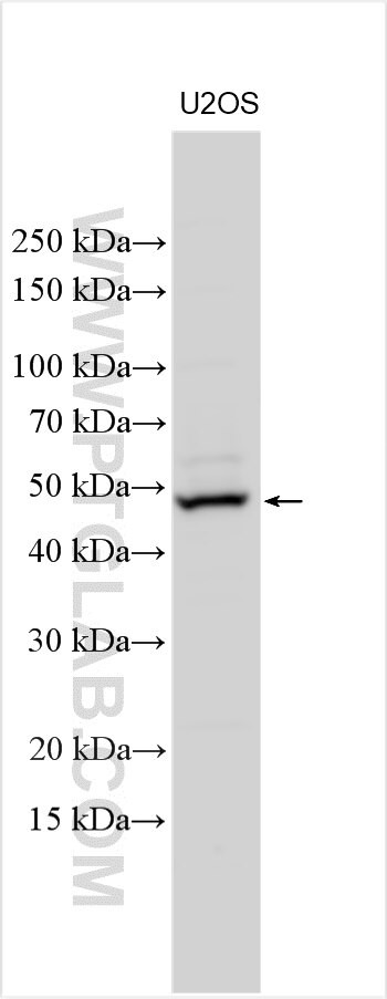 Teneurin-3 Antibody in Western Blot (WB)