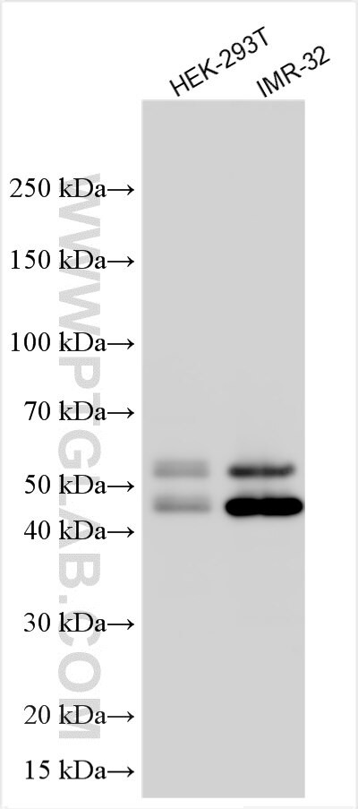 TRIML2 Antibody in Western Blot (WB)