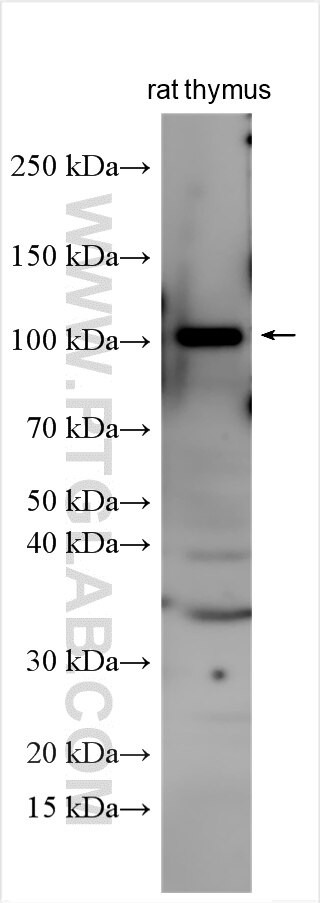 MEIS1 Antibody in Western Blot (WB)