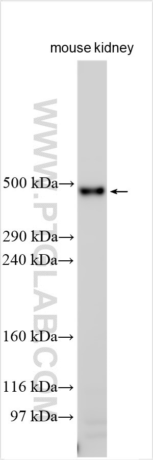Cubilin Antibody in Western Blot (WB)