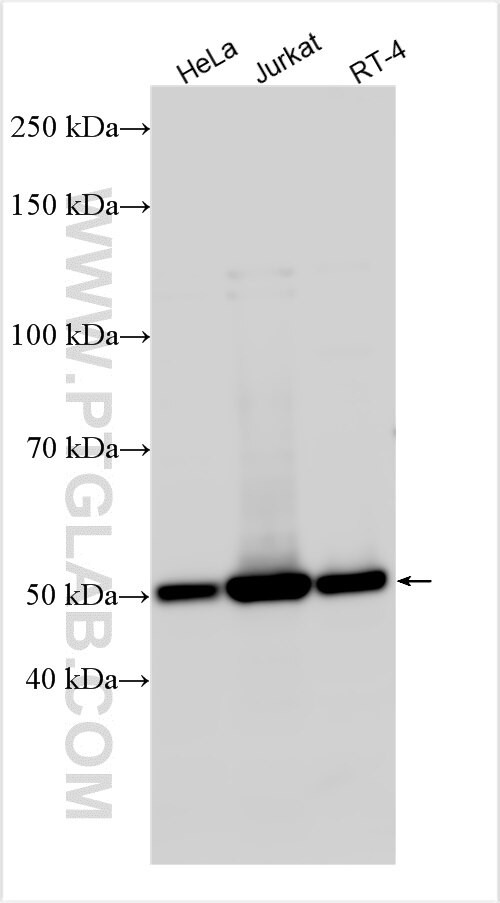 CCDC97 Antibody in Western Blot (WB)