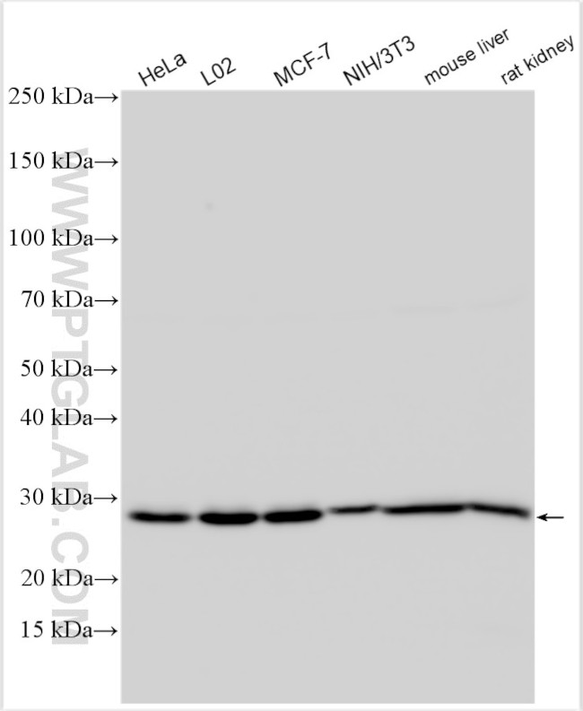 CD6 Antibody in Western Blot (WB)