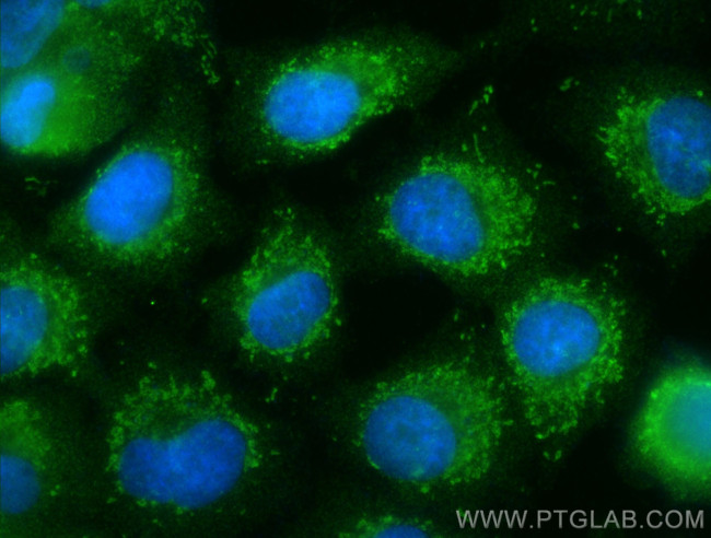 NAXE Antibody in Immunocytochemistry (ICC/IF)