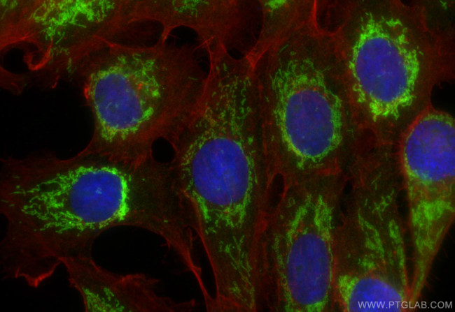 FAM162A Antibody in Immunocytochemistry (ICC/IF)