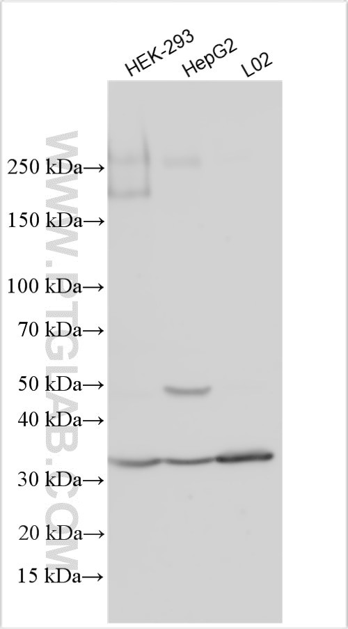 NDFIP2 Antibody in Western Blot (WB)