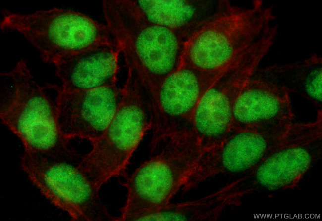 ZNF517 Antibody in Immunocytochemistry (ICC/IF)