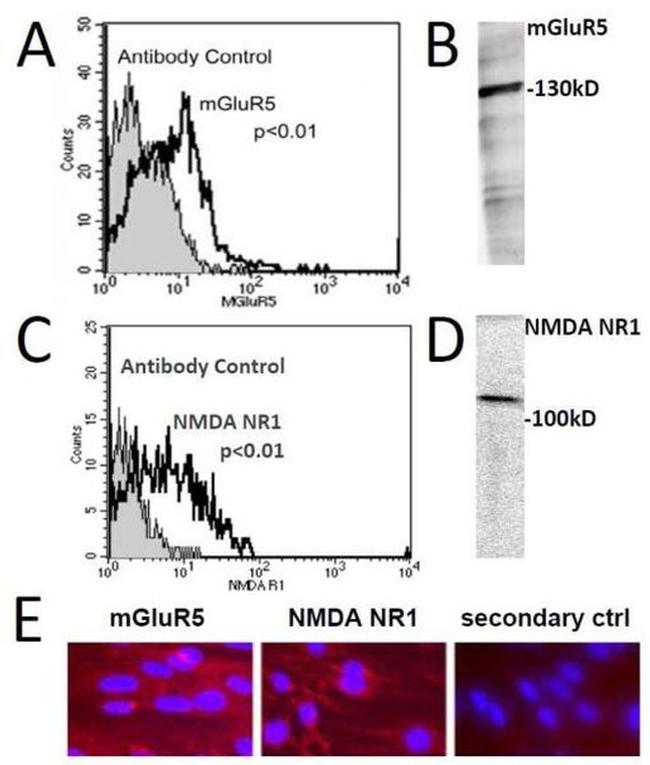 NMDAR1 Antibody in Immunohistochemistry (IHC)