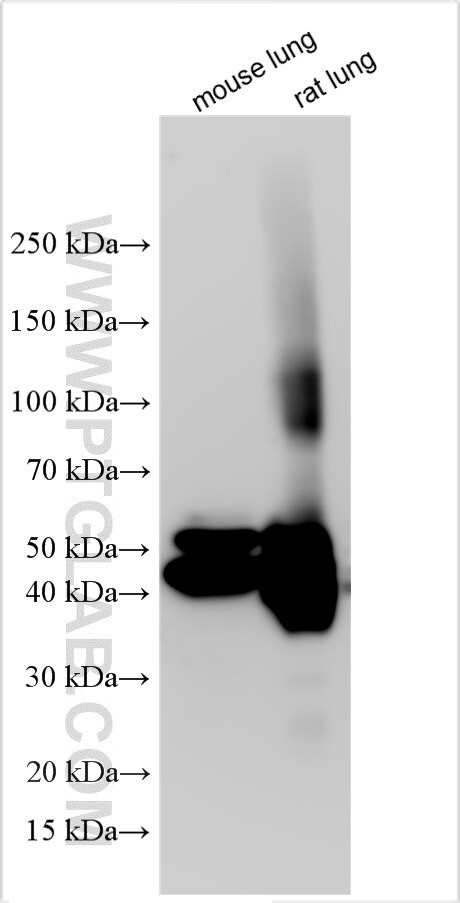 IGFBP2 Antibody in Western Blot (WB)