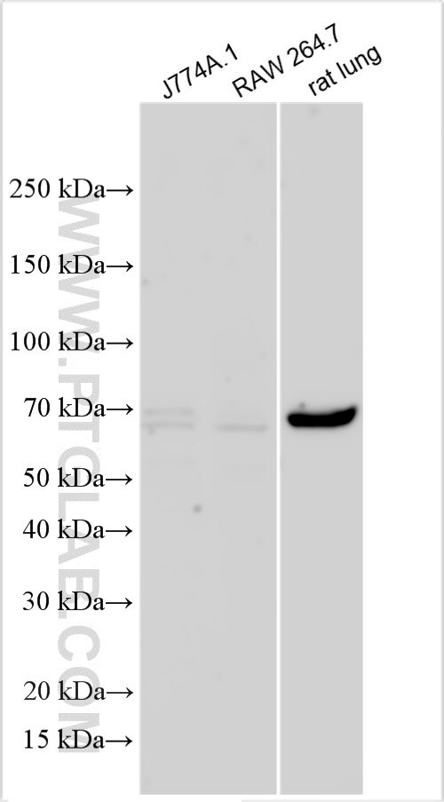 IL-17RA Antibody in Western Blot (WB)