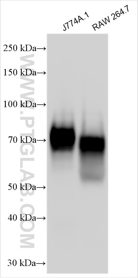 KIR2DL4/CD158d Antibody in Western Blot (WB)