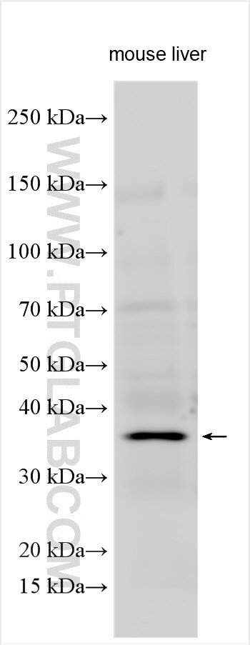 CACTIN Antibody in Western Blot (WB)