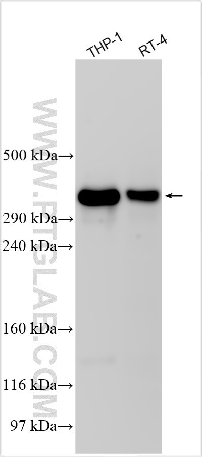 LSM2 Antibody in Western Blot (WB)
