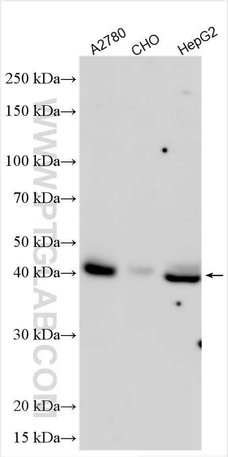 ESM1 Antibody in Western Blot (WB)