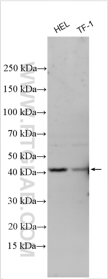PAK7 Antibody in Western Blot (WB)