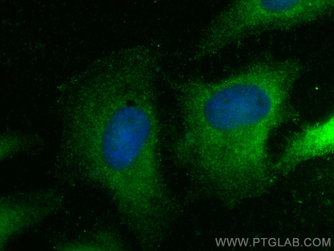 SEC14L3 Antibody in Immunocytochemistry (ICC/IF)