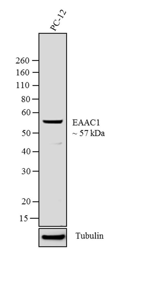 EAAC1 Antibody in Western Blot (WB)