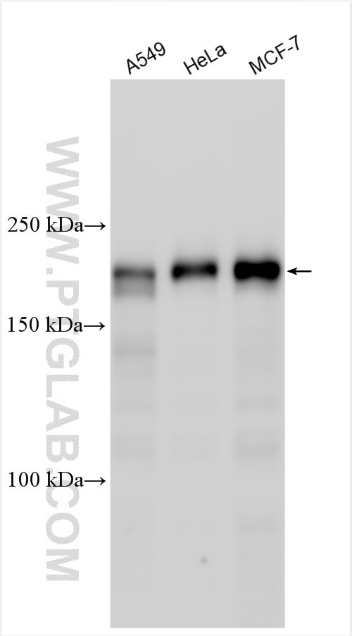 RWDD4A Antibody in Western Blot (WB)