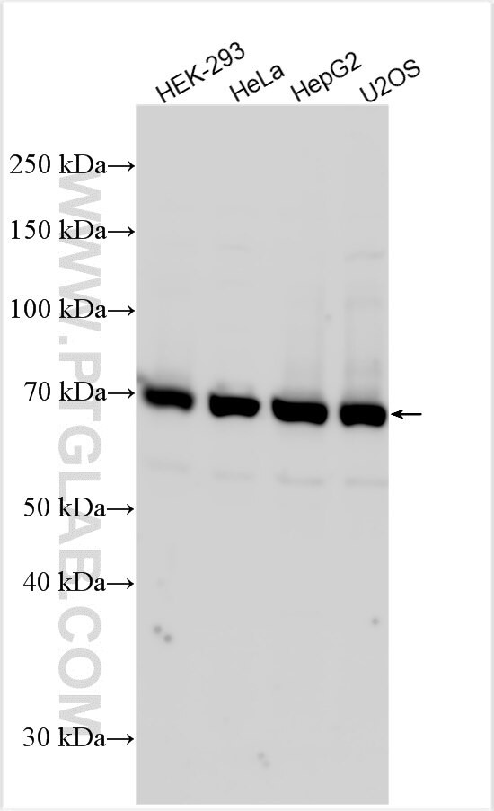HOOK2 Antibody in Western Blot (WB)