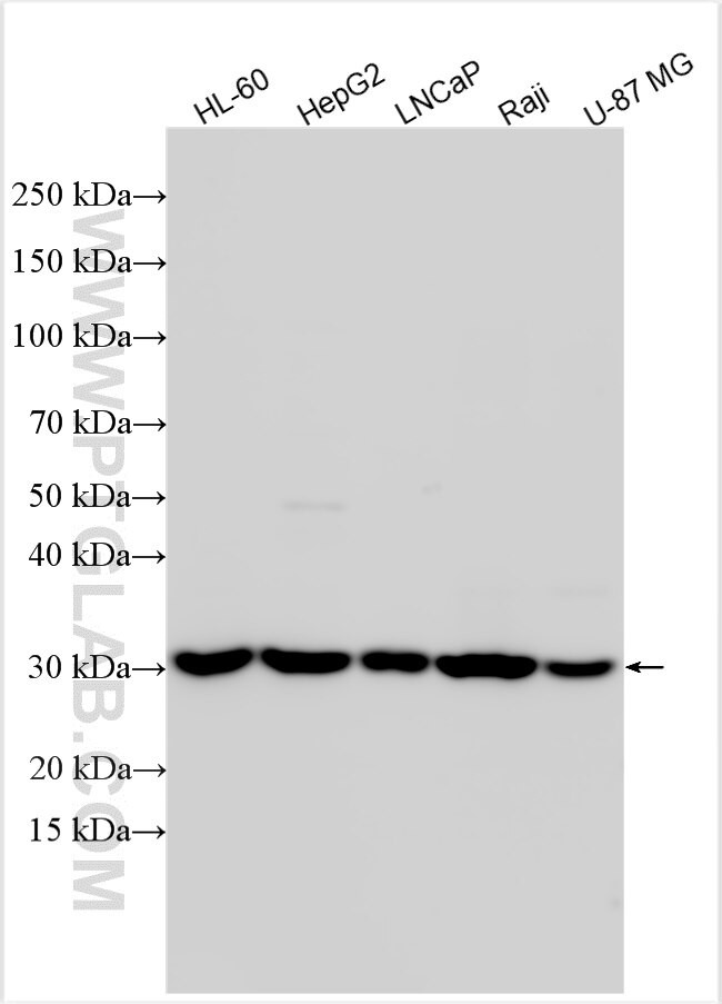 PWWP2B Antibody in Western Blot (WB)
