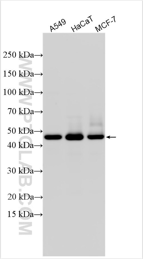 MBOAT4 Antibody in Western Blot (WB)
