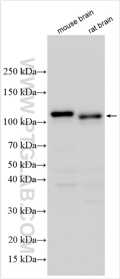 MTHFSD Antibody in Western Blot (WB)