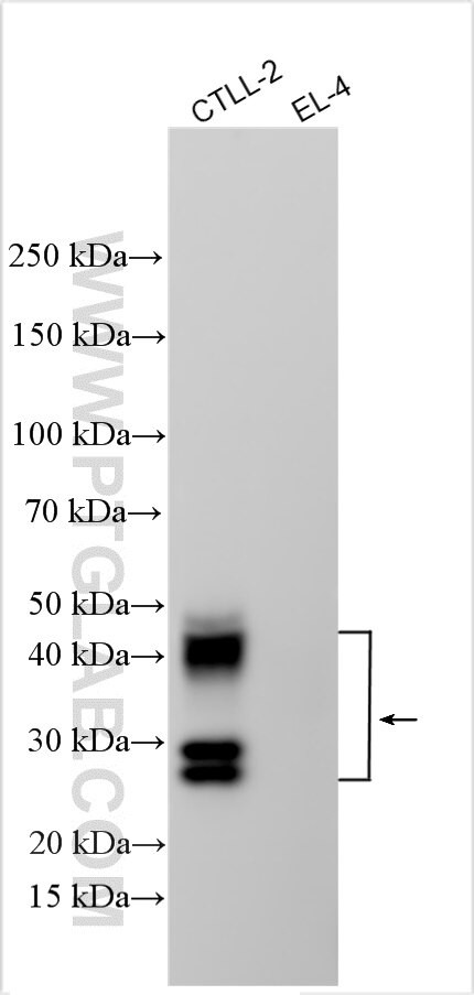 Klrb1a/CD161a Antibody in Western Blot (WB)