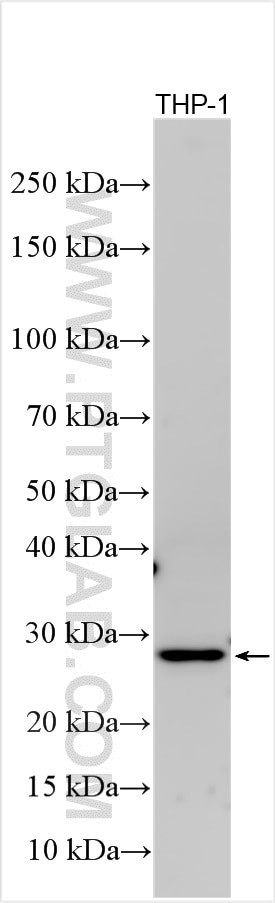 TNFRSF9/CD137 Antibody in Western Blot (WB)