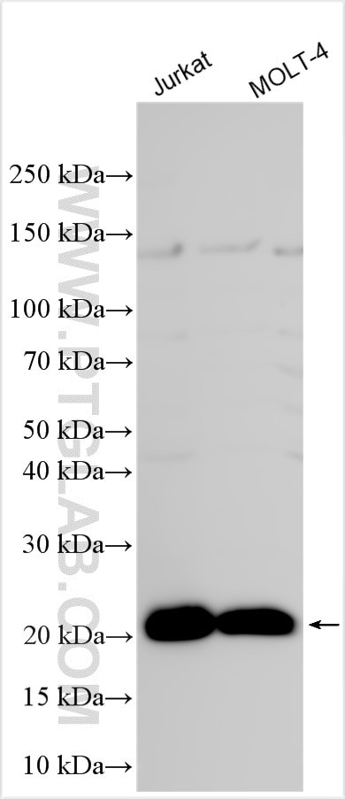 EPCR/CD201 Antibody in Western Blot (WB)