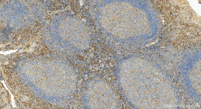 CD300c Antibody in Immunohistochemistry (Paraffin) (IHC (P))