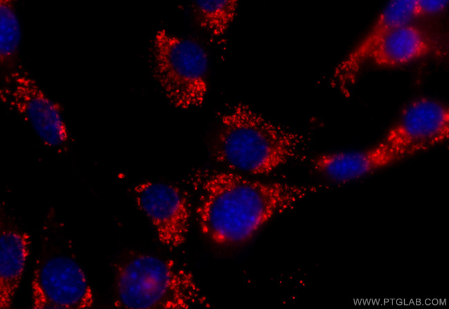 CD63 Antibody in Immunocytochemistry (ICC/IF)