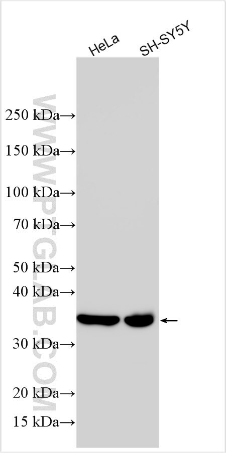 CD79b Antibody in Western Blot (WB)