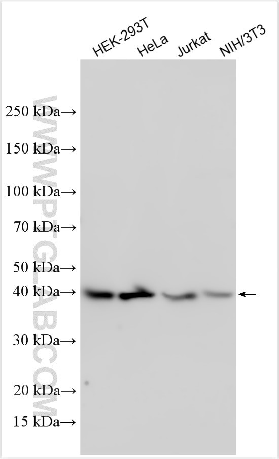 IGFBP6 Antibody in Western Blot (WB)