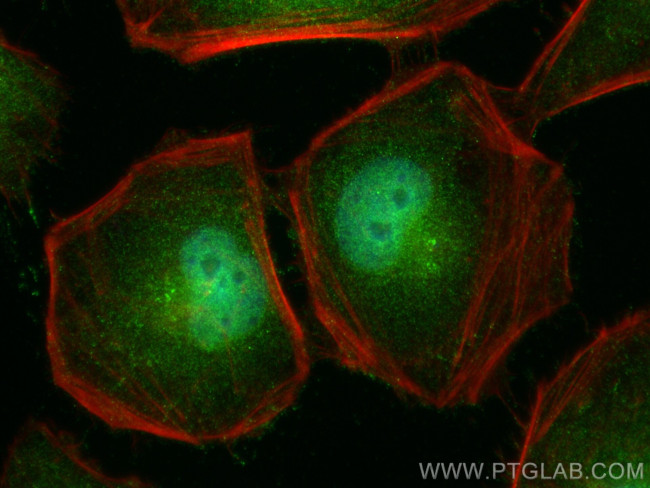 PLEKHA2 Antibody in Immunocytochemistry (ICC/IF)