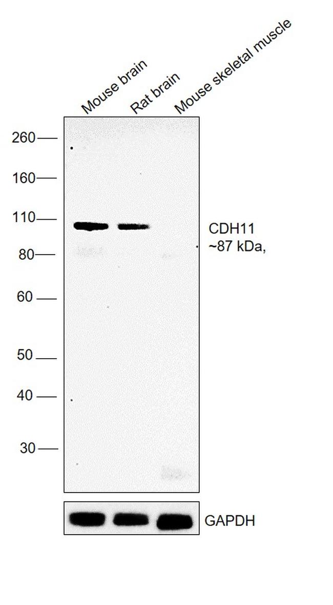 CDH11 Antibody in Western Blot (WB)