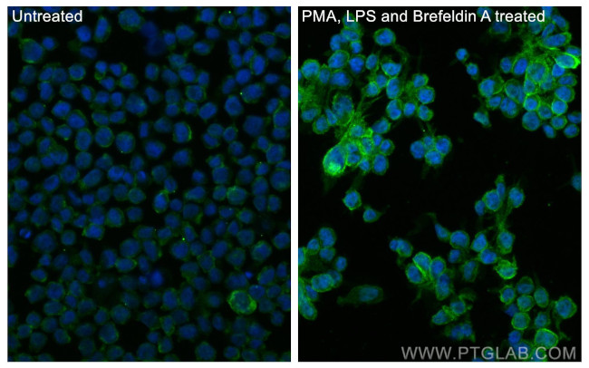 CCL3 Antibody in Immunocytochemistry (ICC/IF)