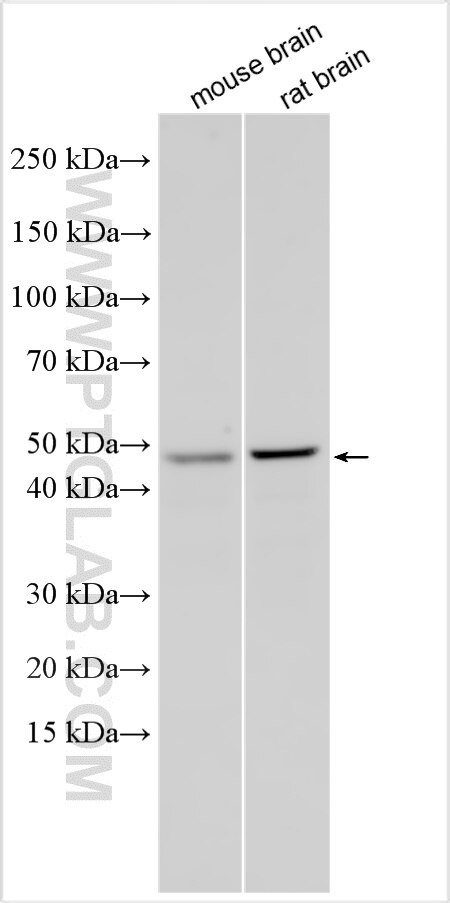 PPPDE2 Antibody in Western Blot (WB)