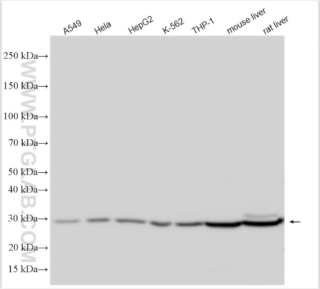 CEACAM16 Antibody in Western Blot (WB)