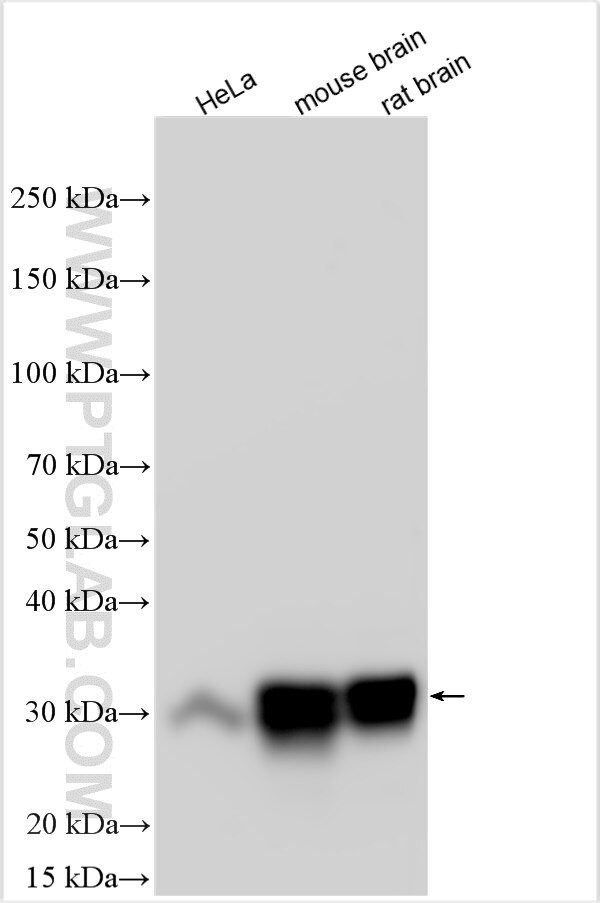 C21orf33 Antibody in Western Blot (WB)